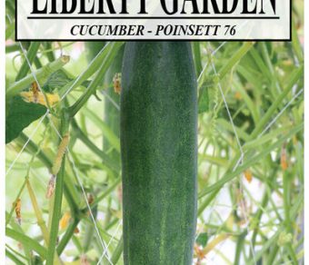 Cucumber Poinsett 76