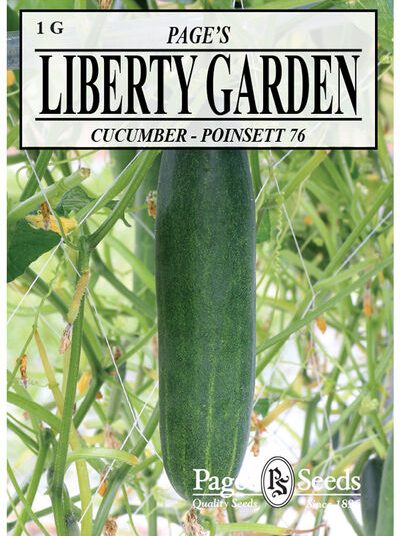 Cucumber Poinsett 76