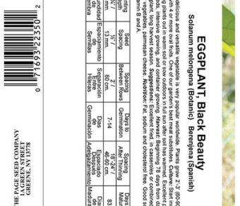 Eggplant Black Beauty