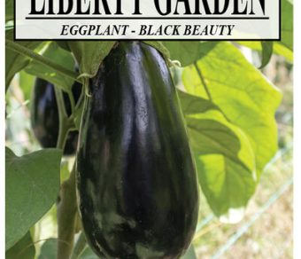 Eggplant Black Beauty