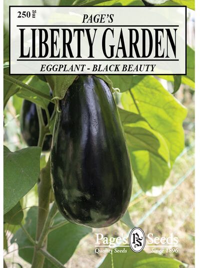 Eggplant Black Beauty