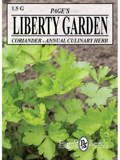herb Coriander