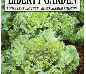 Lettuce Black Seeded Simpson
