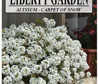 Alyssum Carpet of Snow