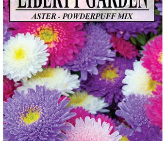Aster Powderpuff Mixed Colors