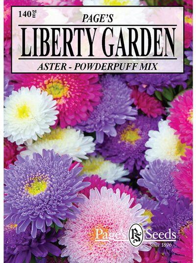 Aster Powderpuff Mixed Colors