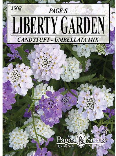 Candytuft Umbellata Mixed