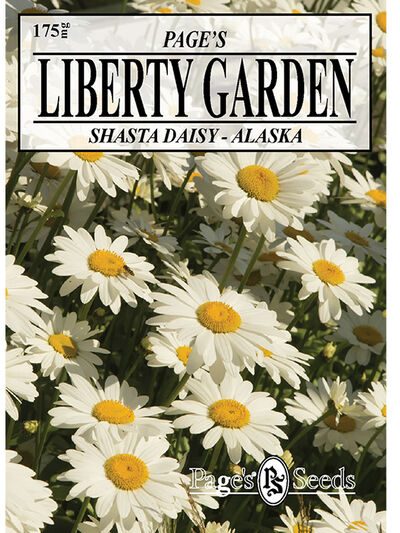 Shasta Daisy Alaska