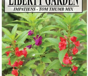 Impatiens Tom Thumb