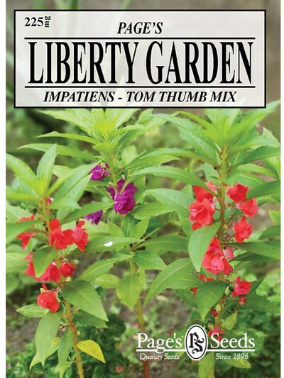 Impatiens Tom Thumb