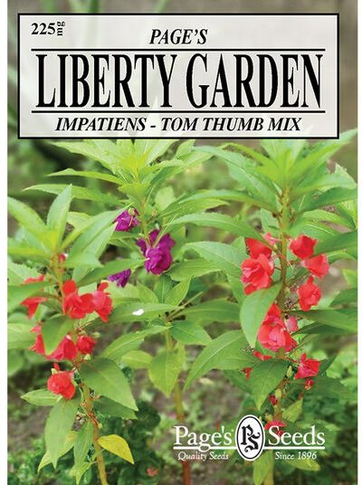 Impatiens Tom Thumb