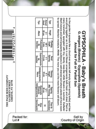 Gypsophila Baby's Breath