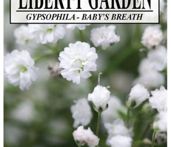 Gypsophila Baby's Breath