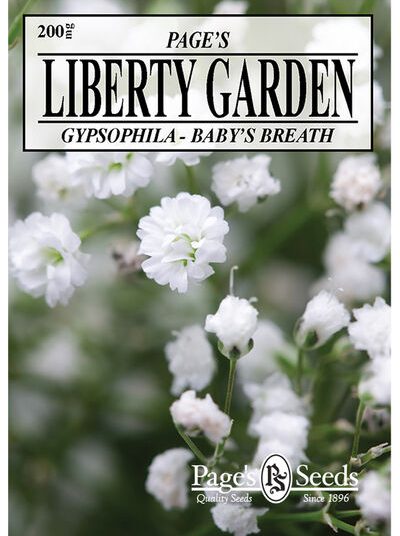 Gypsophila Baby's Breath