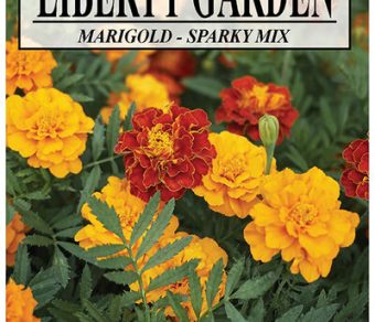 Marigold Sparky Mixed Colors