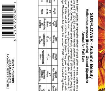 Sunflower Autumn Beauty