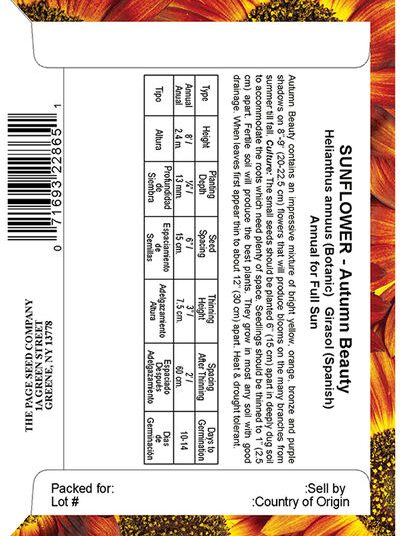 Sunflower Autumn Beauty