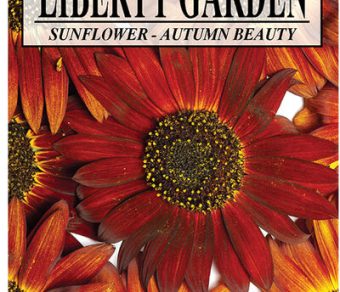 Sunflower Autumn Beauty