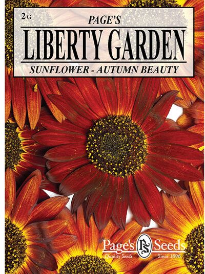 Sunflower Autumn Beauty