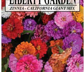Zinnia California Giant