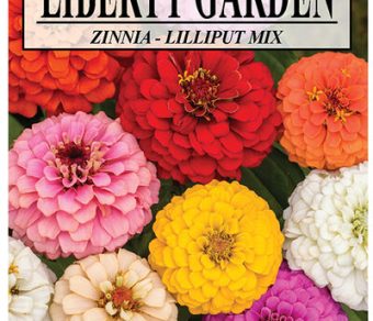 Zinnia Lilliput