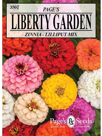 Zinnia Lilliput