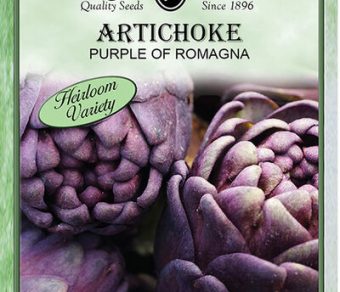 Artichoke Purple of Romanga