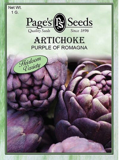 Artichoke Purple of Romanga