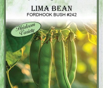 Bean Fordhook Bush #242