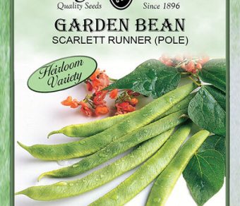 Garden Bean Scarlett Runner (Pole)