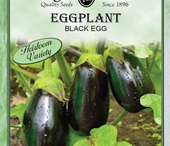 Eggplant Black Egg