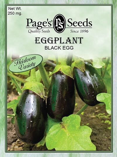 Eggplant Black Egg