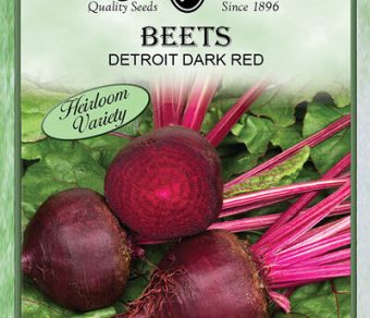 Beet Detroit Dark Red