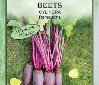 Beet Cylindra