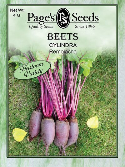 Beet Cylindra