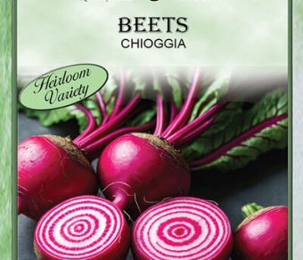 Beet Chioggia