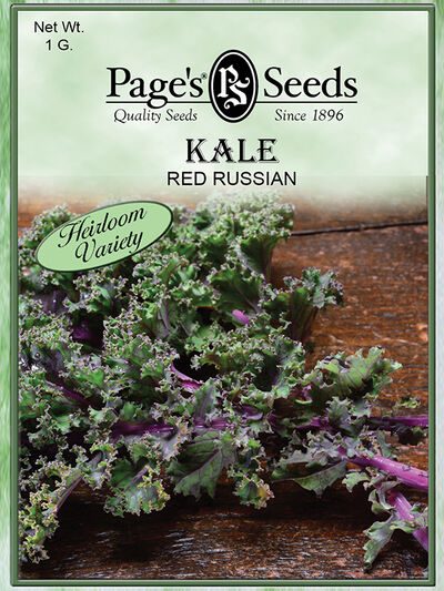 Kale Red Russian