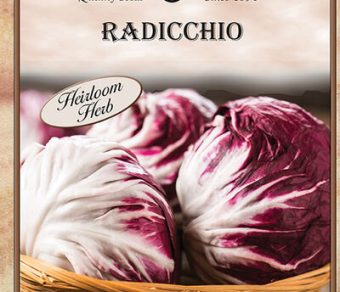 Radicchio
