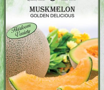 Muskmelon Golden Delicious
