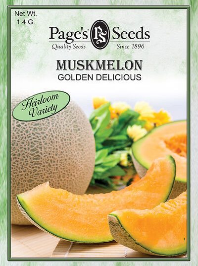 Muskmelon Golden Delicious