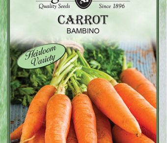 Carrot Bambino