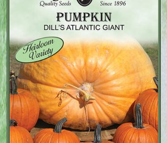 Pumpkin Dill's Atlantic Giant