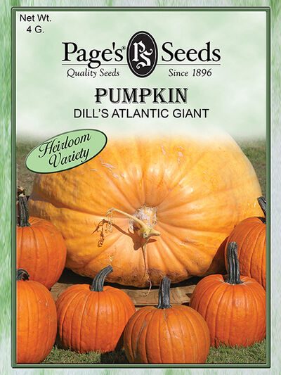 Pumpkin Dill's Atlantic Giant