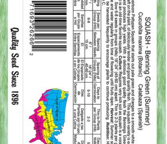 Squash Benning Green (Summer)