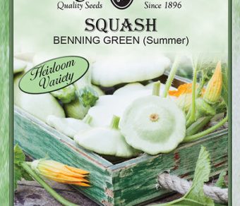 Squash Benning Green (Summer)