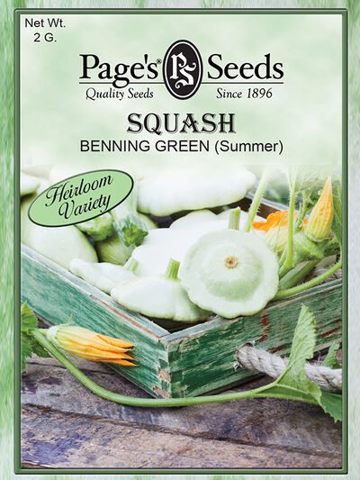 Squash Benning Green (Summer)
