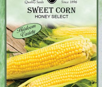 Sweet Corn Honey Select