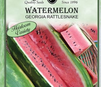 Watermelon Georgia Rattlesnake