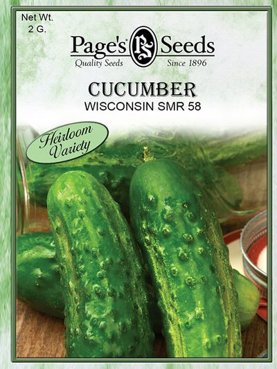Cucumber Wisconsin SMR 58