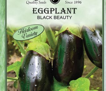 Eggplant Black Beauty